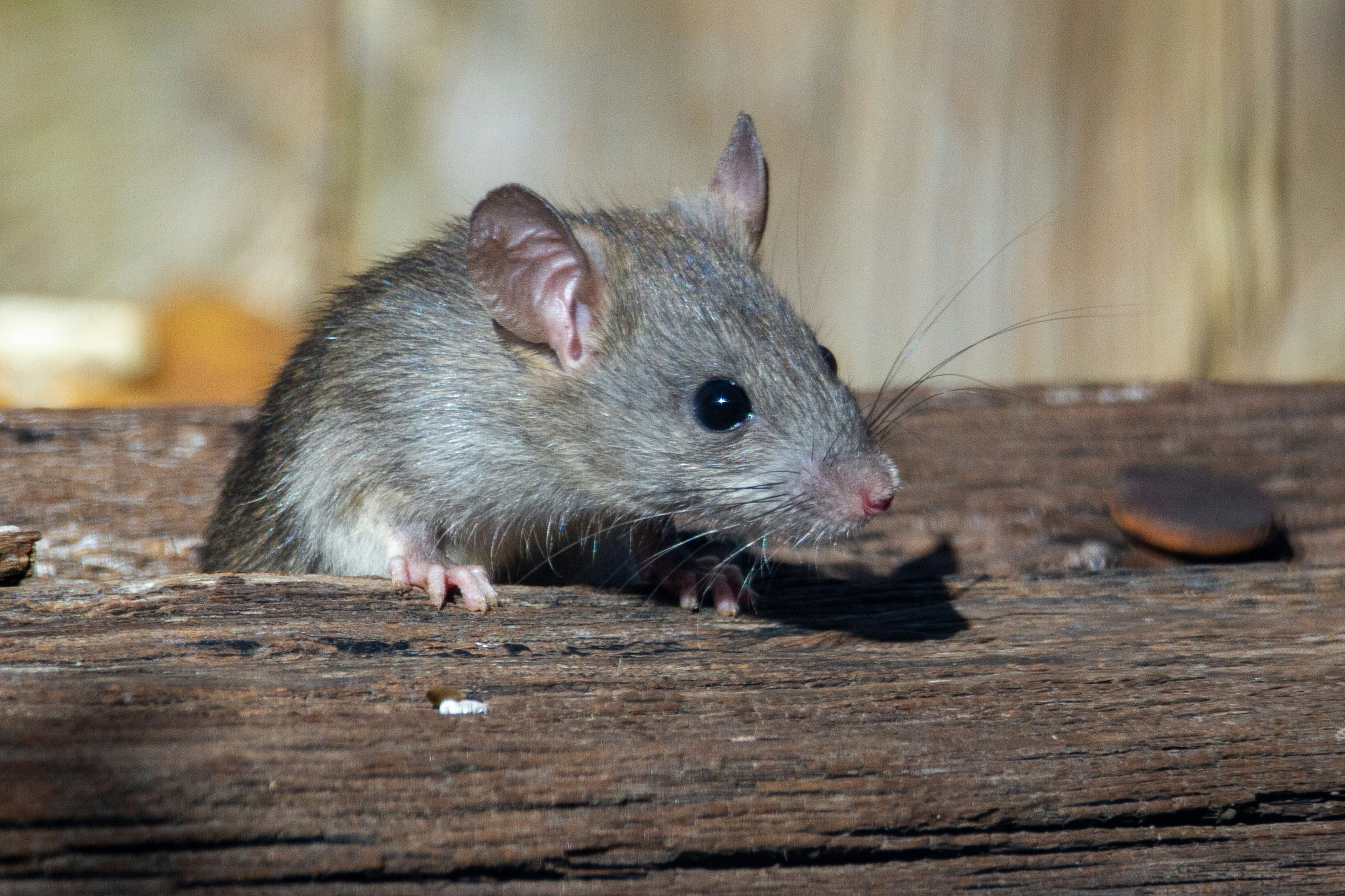 Permanent mouse eradication and long-term exclusion services for homes in the Avalon Peninsula.