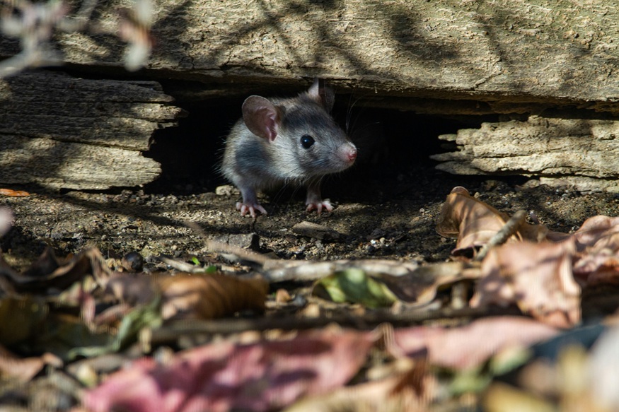 Humane rodent tracking and poison-free trap placement setups.